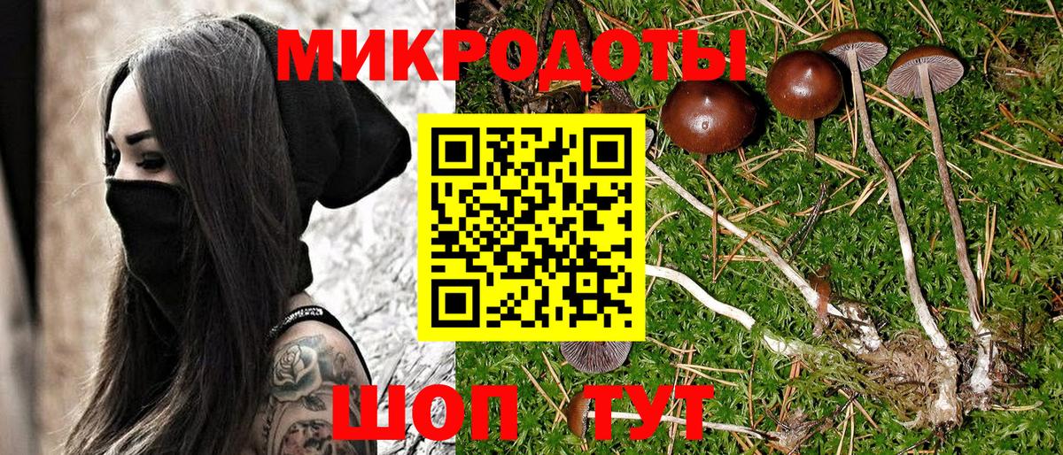 Псилоцибиновые грибы Psilocybe Менделеевск